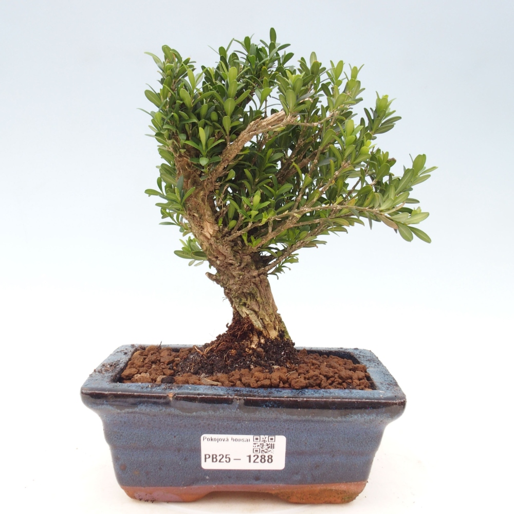 Izbová bonsai - Buxus harlandii - korkový buxus