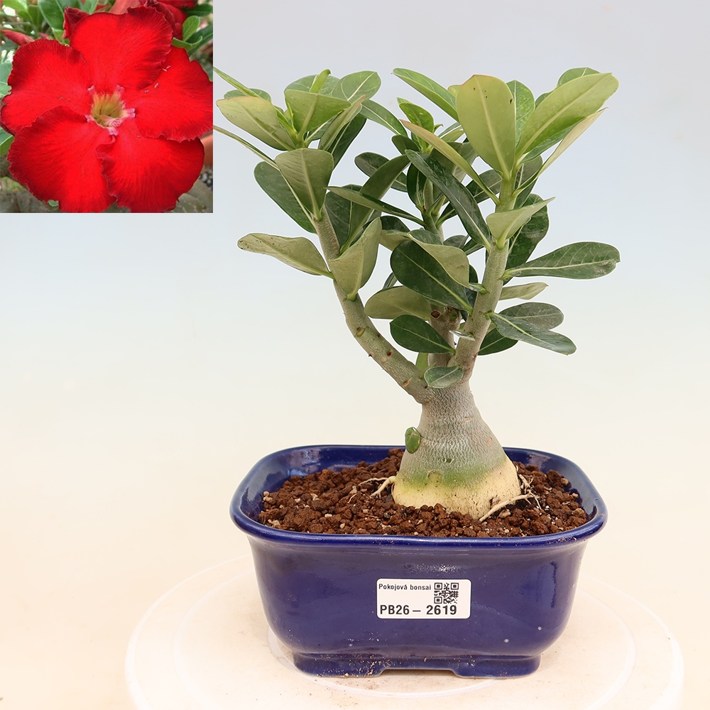 Izba bonsai – Adenium obesum Red Star – Púštna ruža