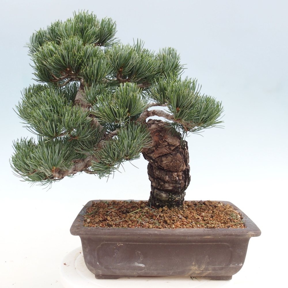 Vonkajšie bonsai - Pinus parviflora - Borovica drobnokvetá