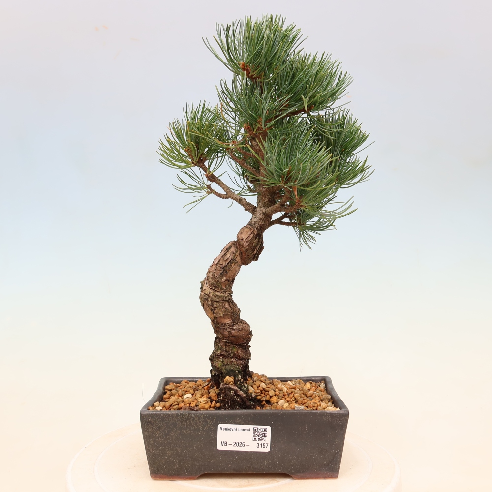 Vonkajšie bonsaje - Pinus parviflora - Pinus parviflora