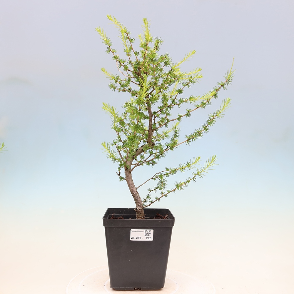 Vonkajšie bonsaje -Larix decidua - Smrekovec