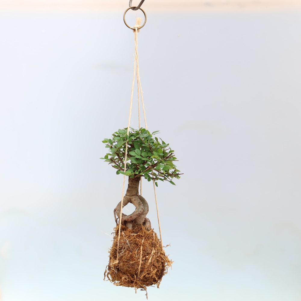 Kokedama v keramike – Ulmus parvifolia – jaseň malolistý