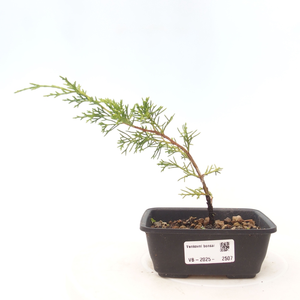 Vonkajší bonsai - Juniperus chinensis Itoigawa -Jalovec čínsky