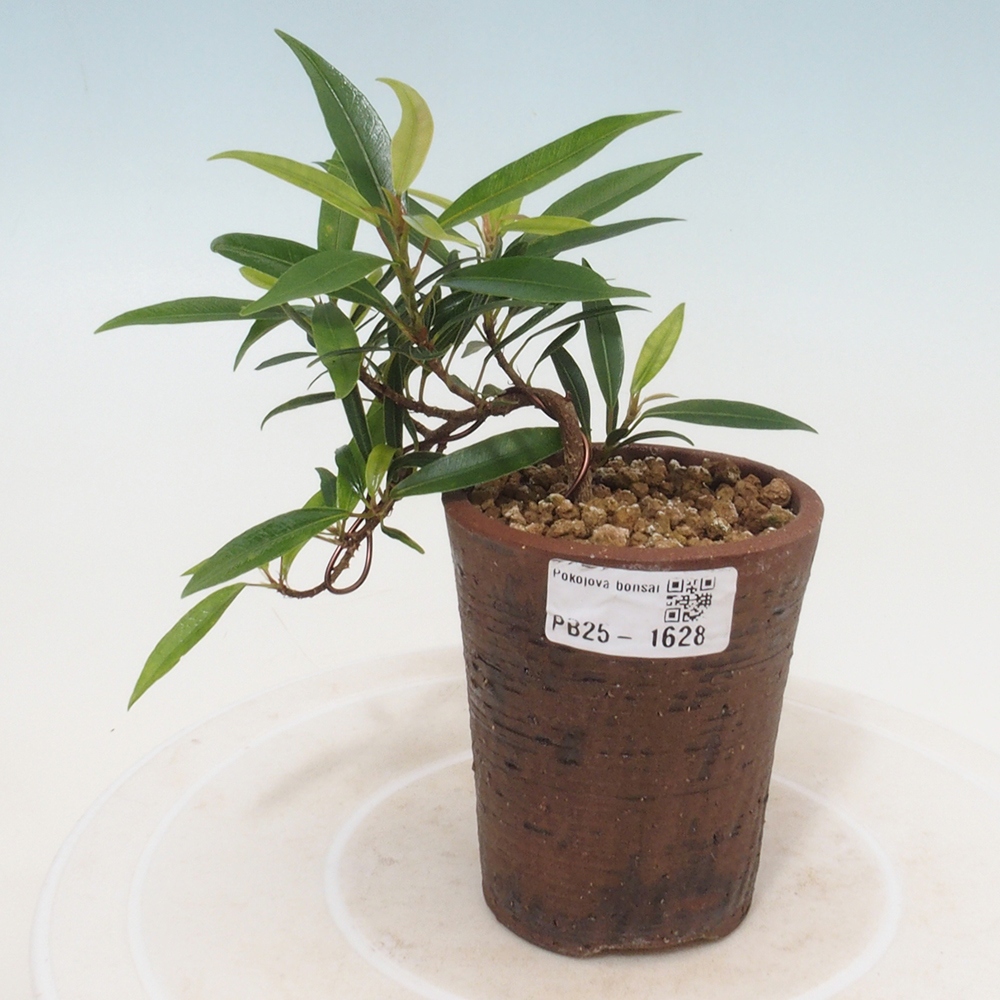 Izbová bonsai - Ficus nerifolia - malolistý fikus