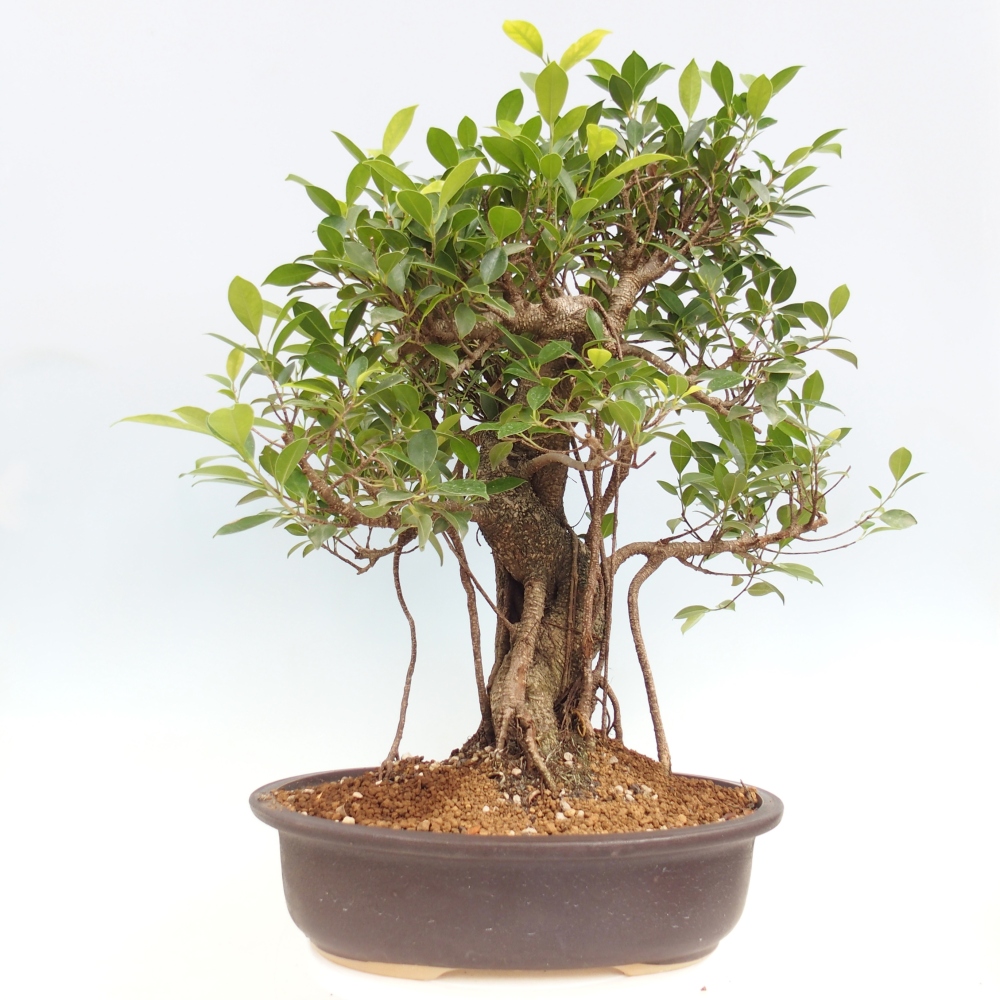 Izbový bonsaj - Ficus kimmen - drobnolistý fikus - len osobný odber alebo preprava na paletách