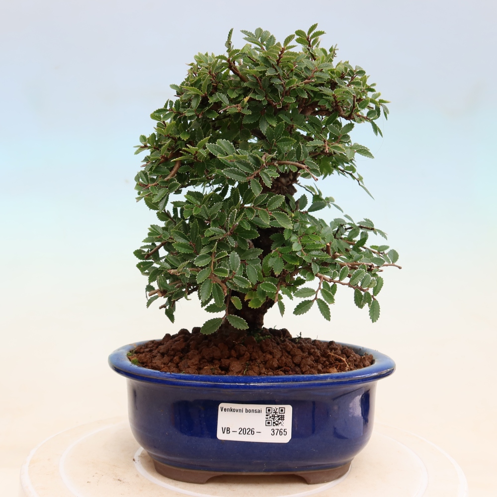 Vonkajšie bonsaje - Zelkova - Zelkova NIRE