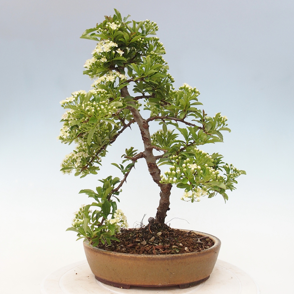 Vonkajšia bonsai-Pyracanta Teton -Hlohyně