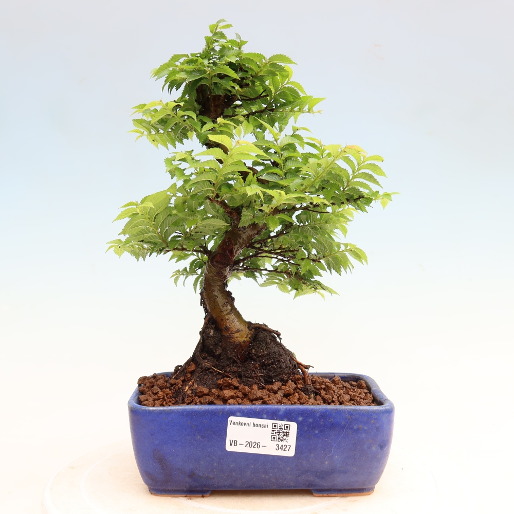 Vonkajší bonsai – Ulmus Jacqueline Hillier – javor krásny