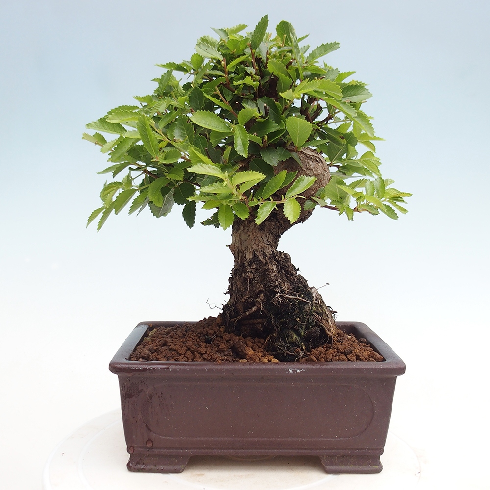 Vonkajšie bonsai - Zelkova - Zelkova Nirom