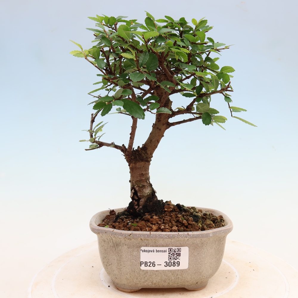 Izbový bonsaj - Ulmus parvifolia - brest malolistý