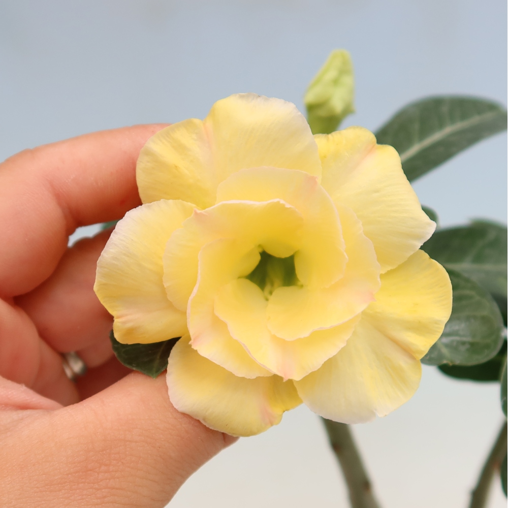 Izba bonsai – Adenium obesum, štepené Alonza – Púštna ruža