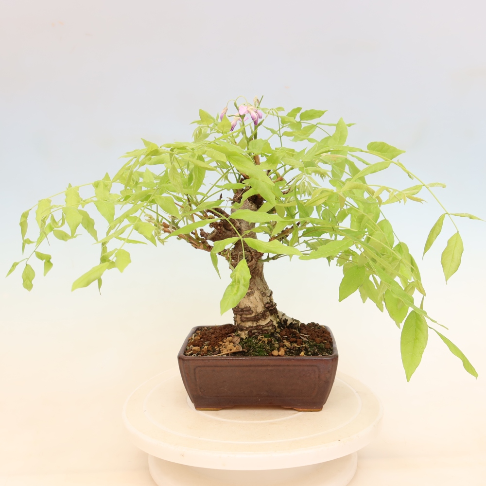 Vonkajšie bonsaje - Wisteria floribunda