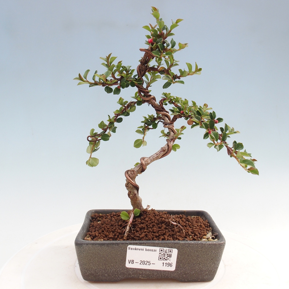 Vonkajší bonsai-Cotoneaster horizontalis - Skalník