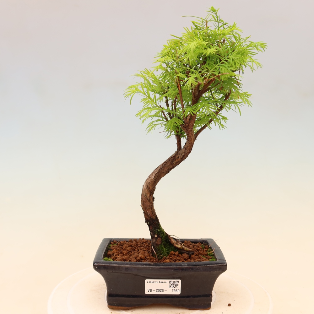 Vonkajšie bonsaje - Metasequoia glyptostroboides - čínska metasekvoja