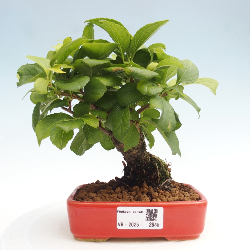 Vonkajšie bonsai - Celastrus Jesenec