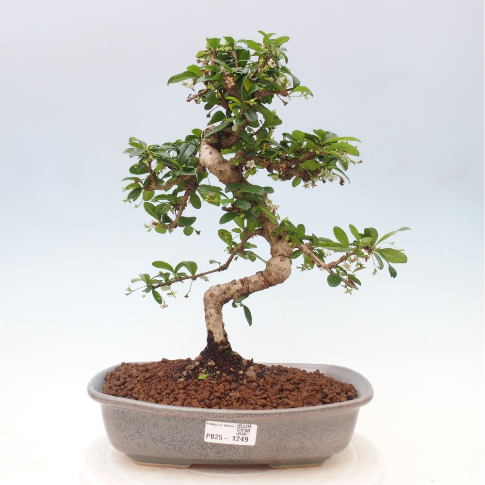 Izbová bonsai - Carmona macrophylla - Čaj fuki