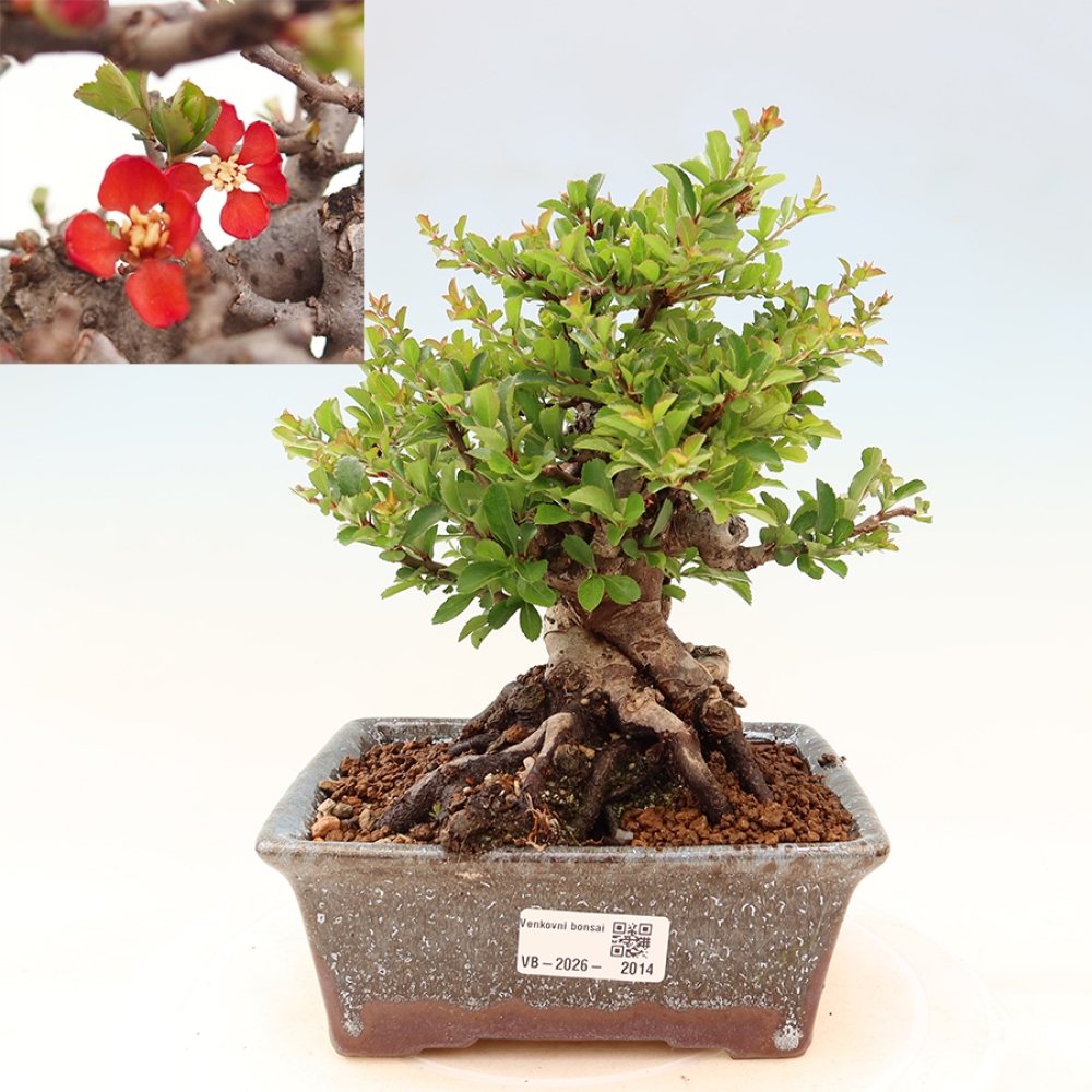 Vonkajší bonsaj - Chaneomeles speciosa Chojubai