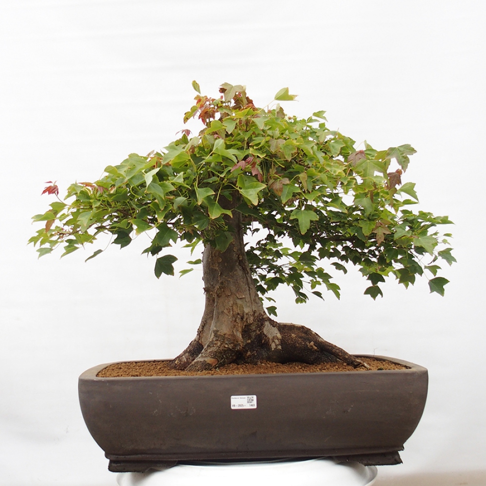 Vonkajšie bonsai - Javor Buergerianum - Javor Burgerův