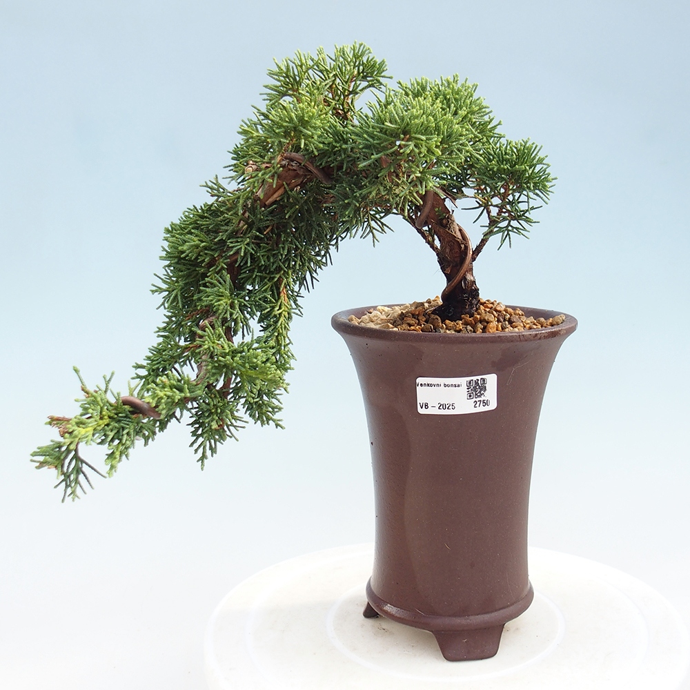 Vonkajší bonsai - Juniperus chinensis Kishu -Jalovec čínsky