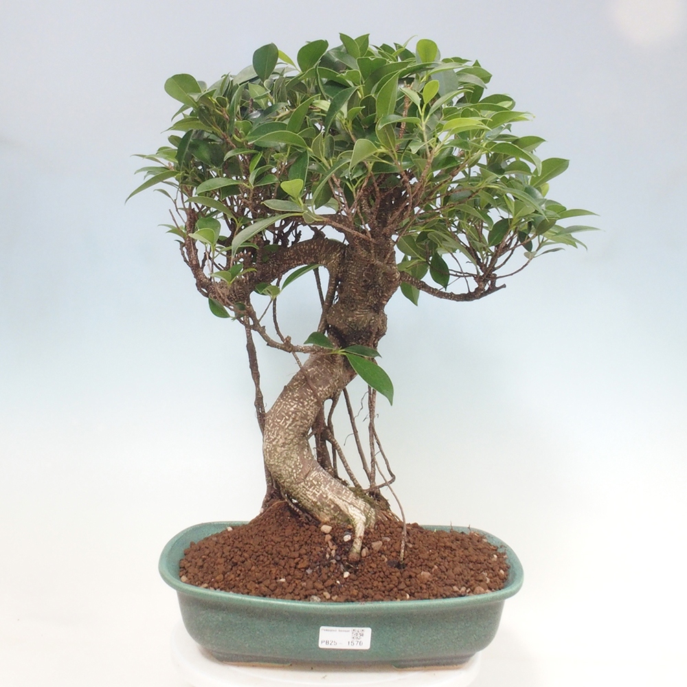 Izbová bonsai - Ficus kimmen - malolistý fikus