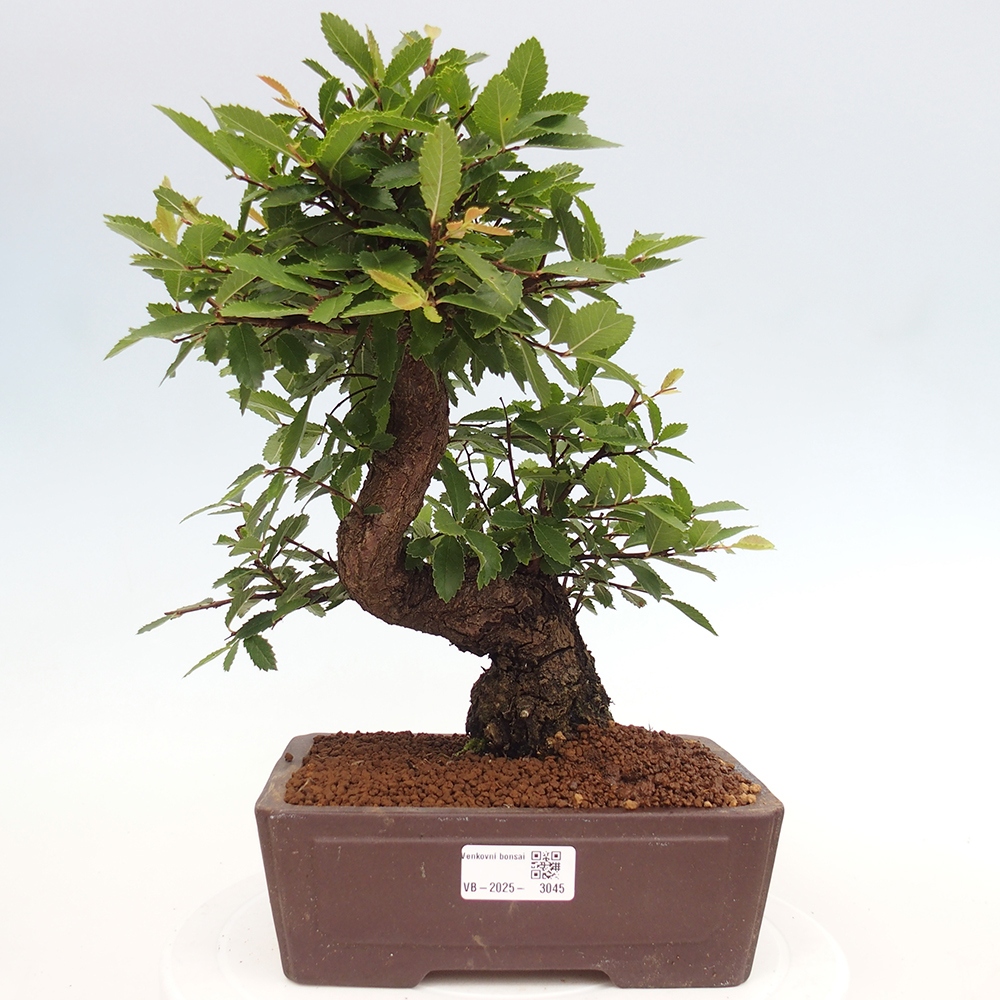 Vonkajšie bonsai - Zelkova - Zelkova serrata