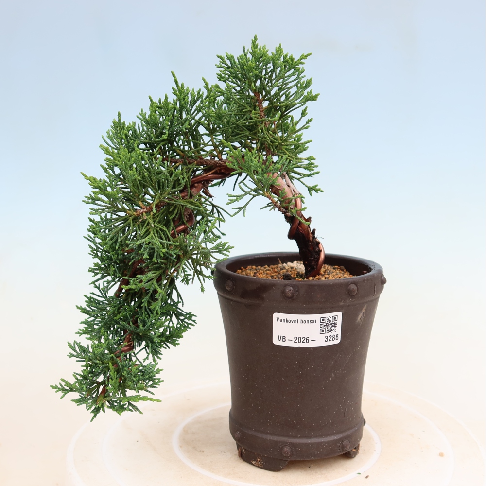 Vonkajší bonsaj - Juniperus chinensis Kishu