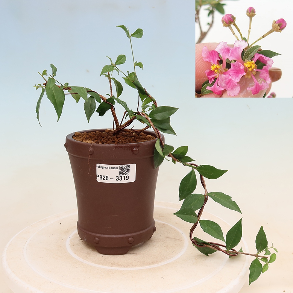Izba bonsai – barbadoská čerešňa (Malpighia glabra) 