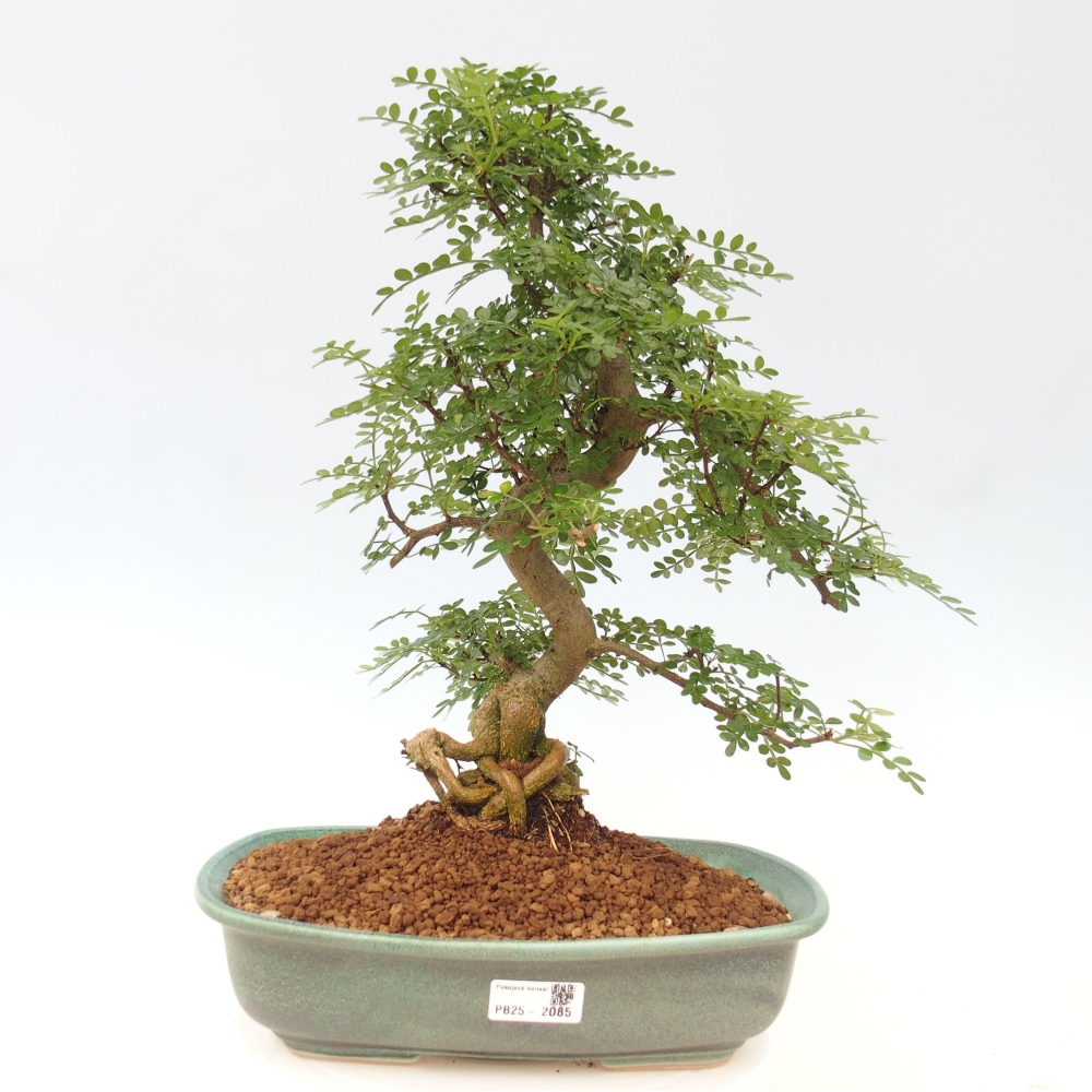 Izbová bonsai - Zantoxylum piperitum - korenistý