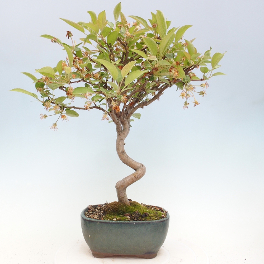 Vonkajší bonsai -Malus halliana - Maloplodá jabloň