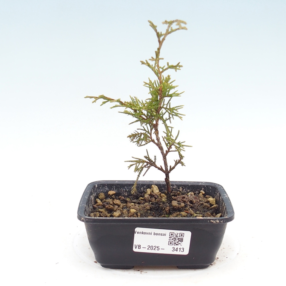 Vonkajší bonsaj - Juniperus chinensis Itoigawa