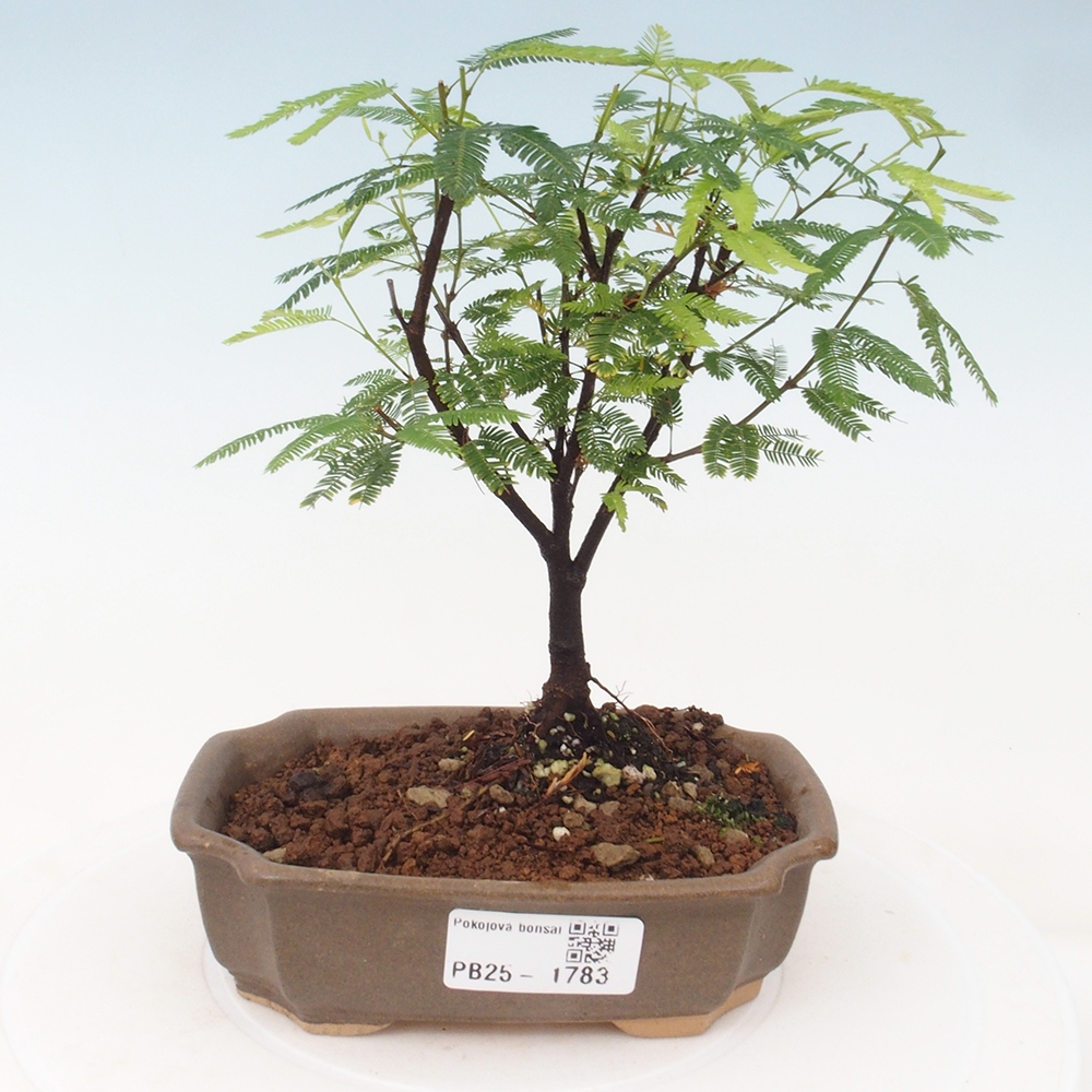 Izbová bonsai-Calliandra surinamensis Dixie Pink-Kaliandra Suriámska