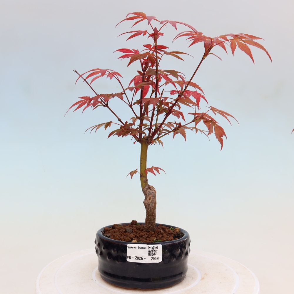 Vonkajšia bonsaj - palma Acer. Atropurpureum-Javor palmový