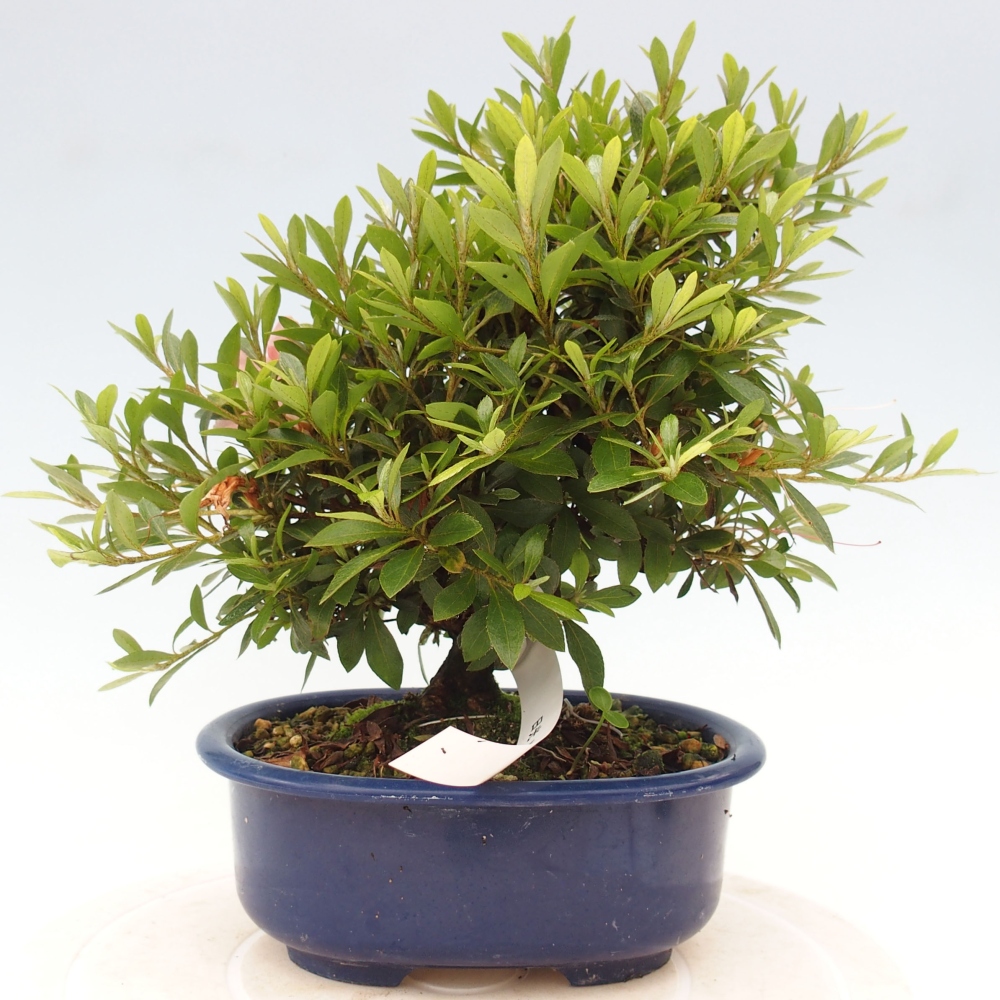 Vonkajší bonsai - Japonská azalka -  Azalea Nikko