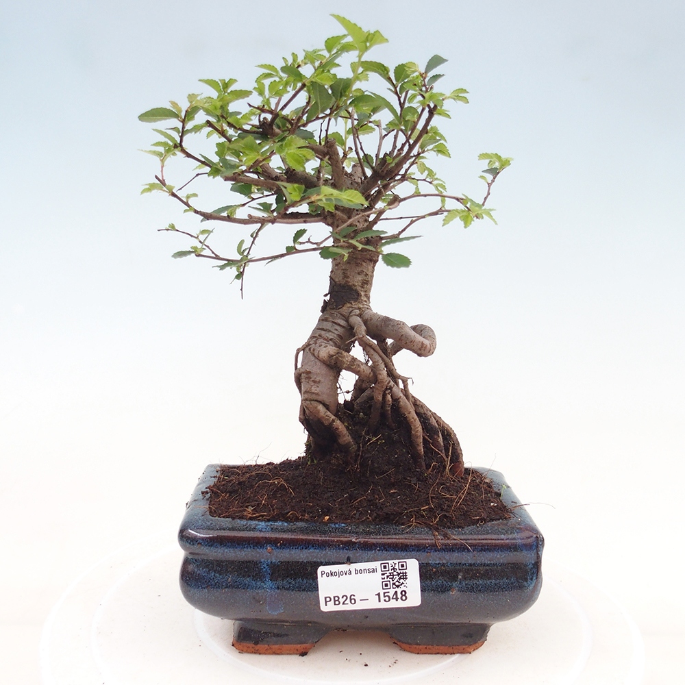 Izbový bonsaj - Ulmus parvifolia - brest malolistý