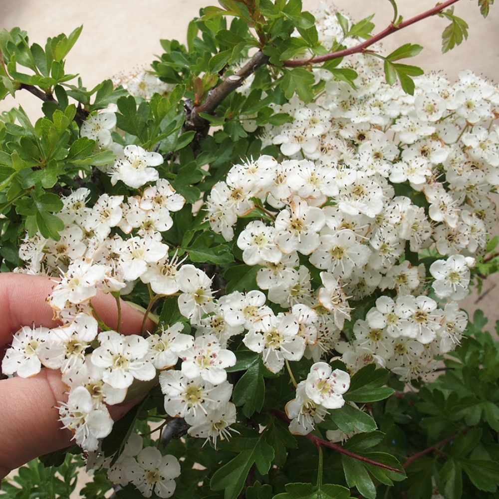 Vonkajší bonsai - Hloh - Crataegus monogyna