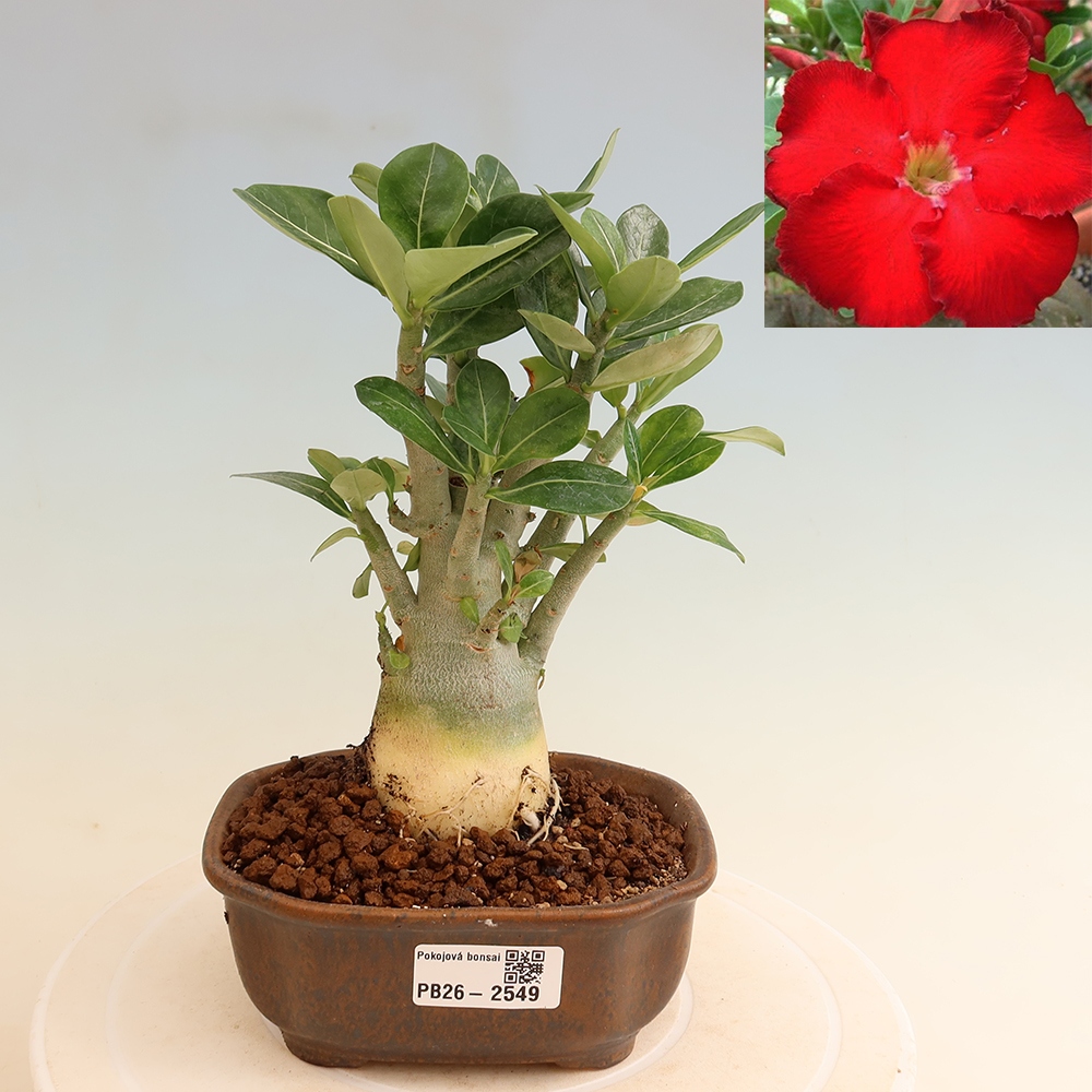 Izba bonsai – Adenium obesum Red Star – Púštna ruža