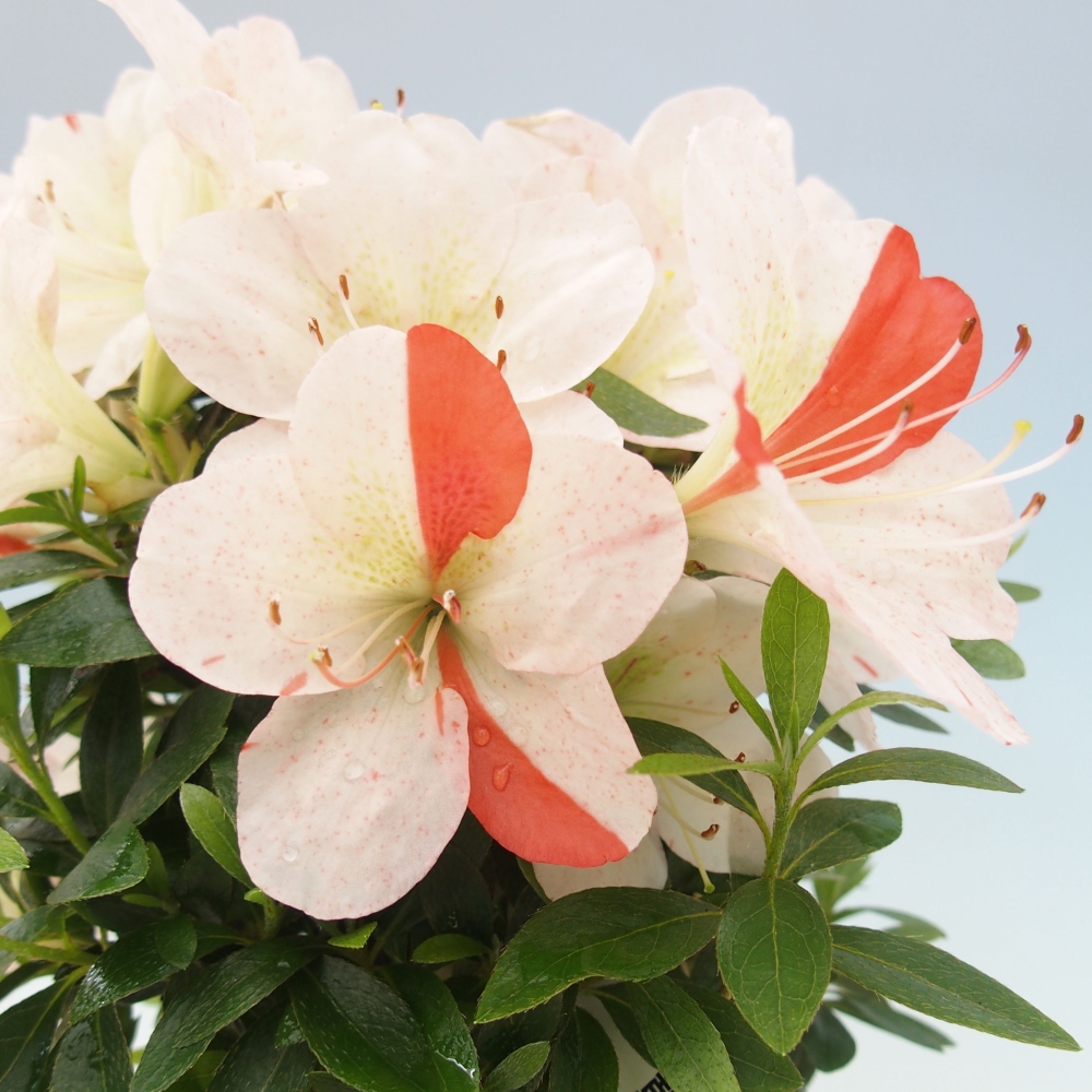 Vonkajší bonsai - Japonská azalka -  Azalea Asazakura