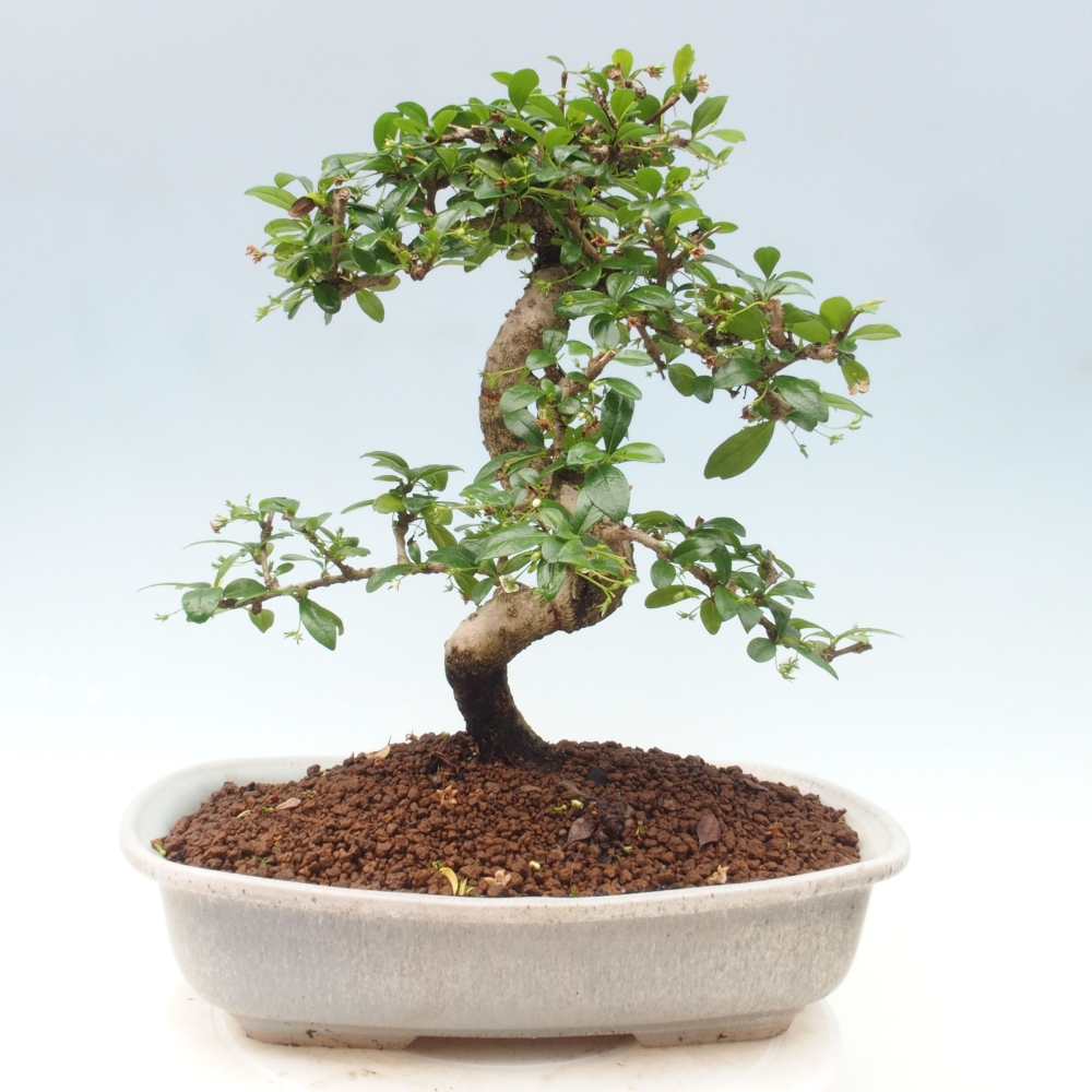 Izbová bonsai - Carmona macrophylla - Čaj fuki