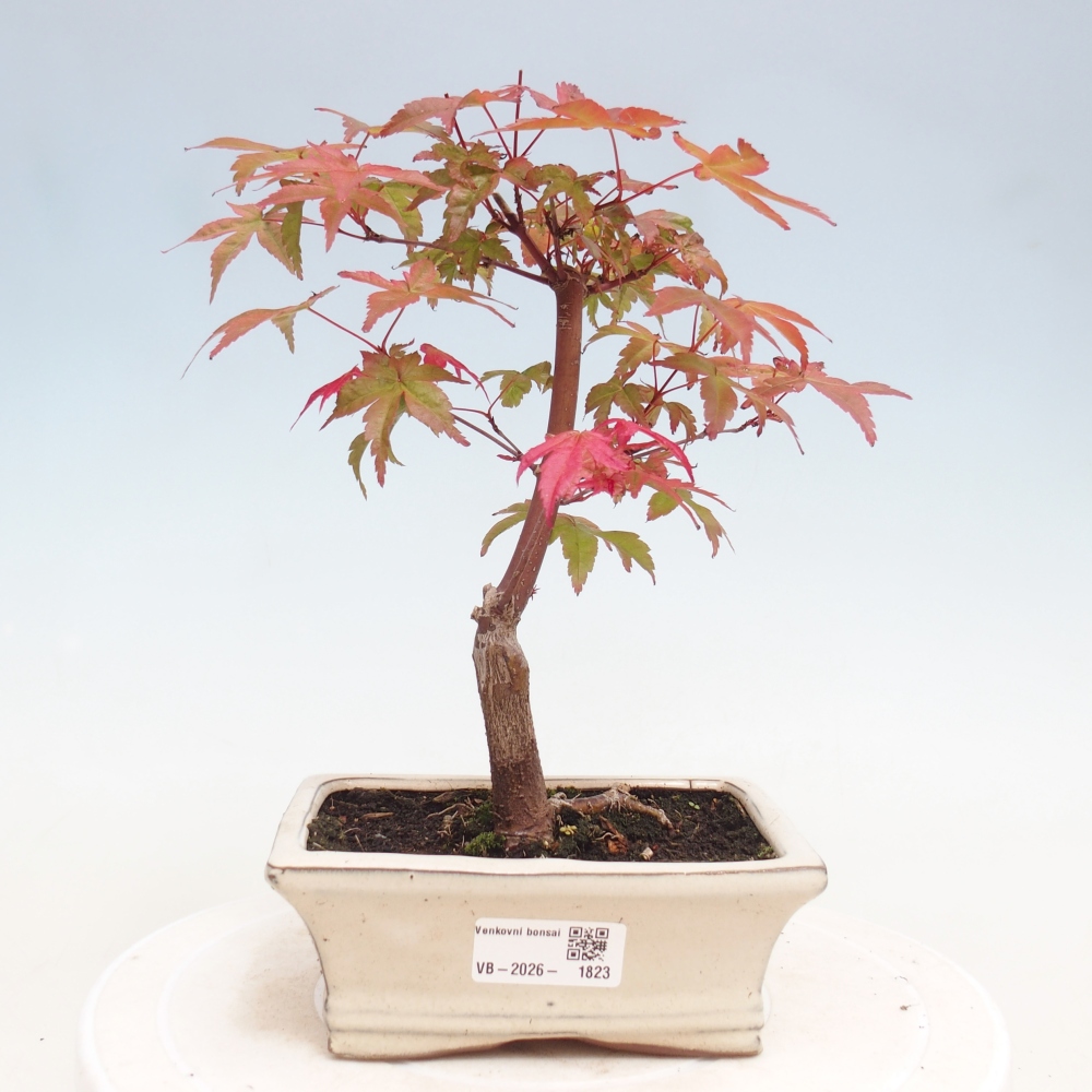 Vonkajší bonsaj - Acer palmatum DESHOJO