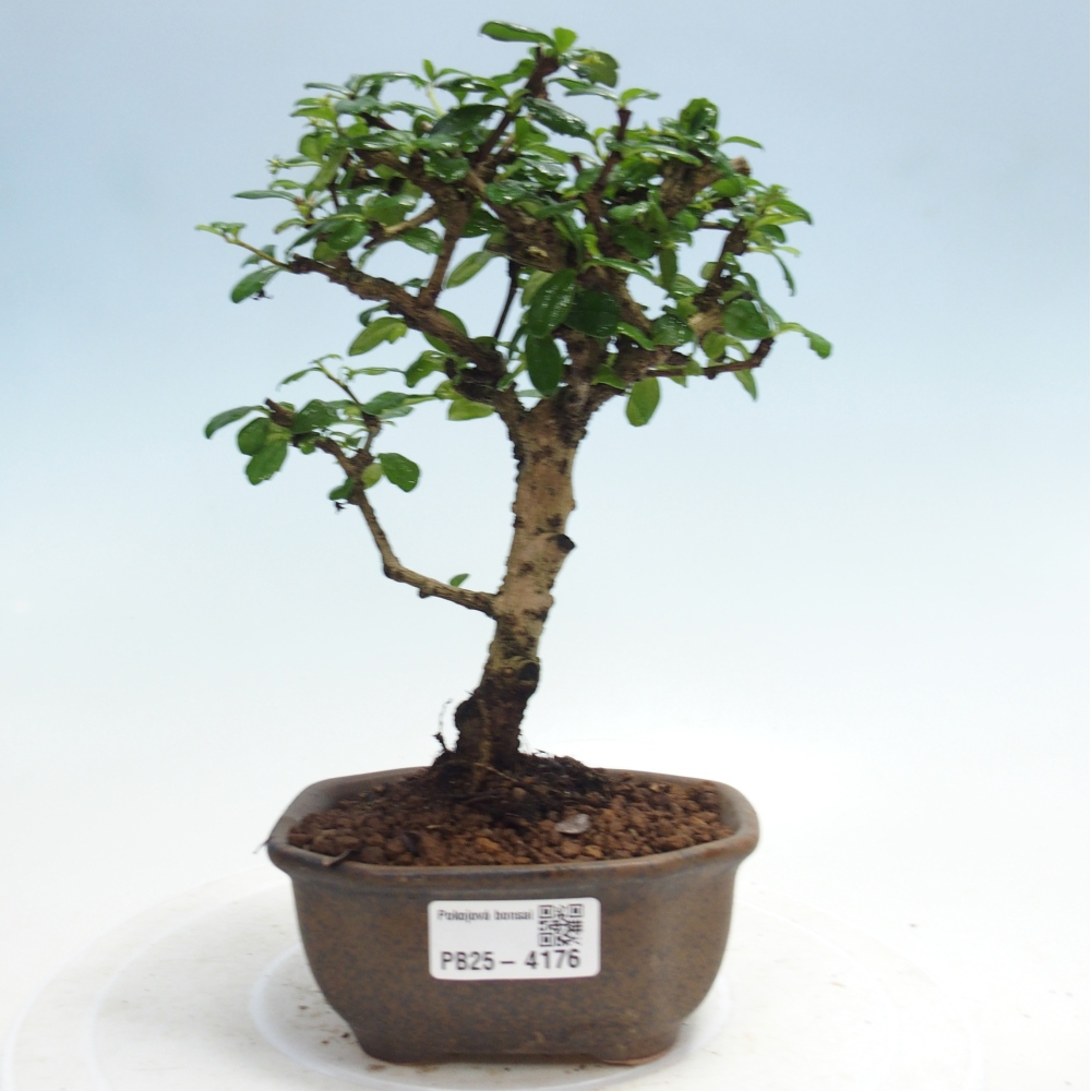 Izbová bonsai - Carmona macrophylla - Čaj fuki
