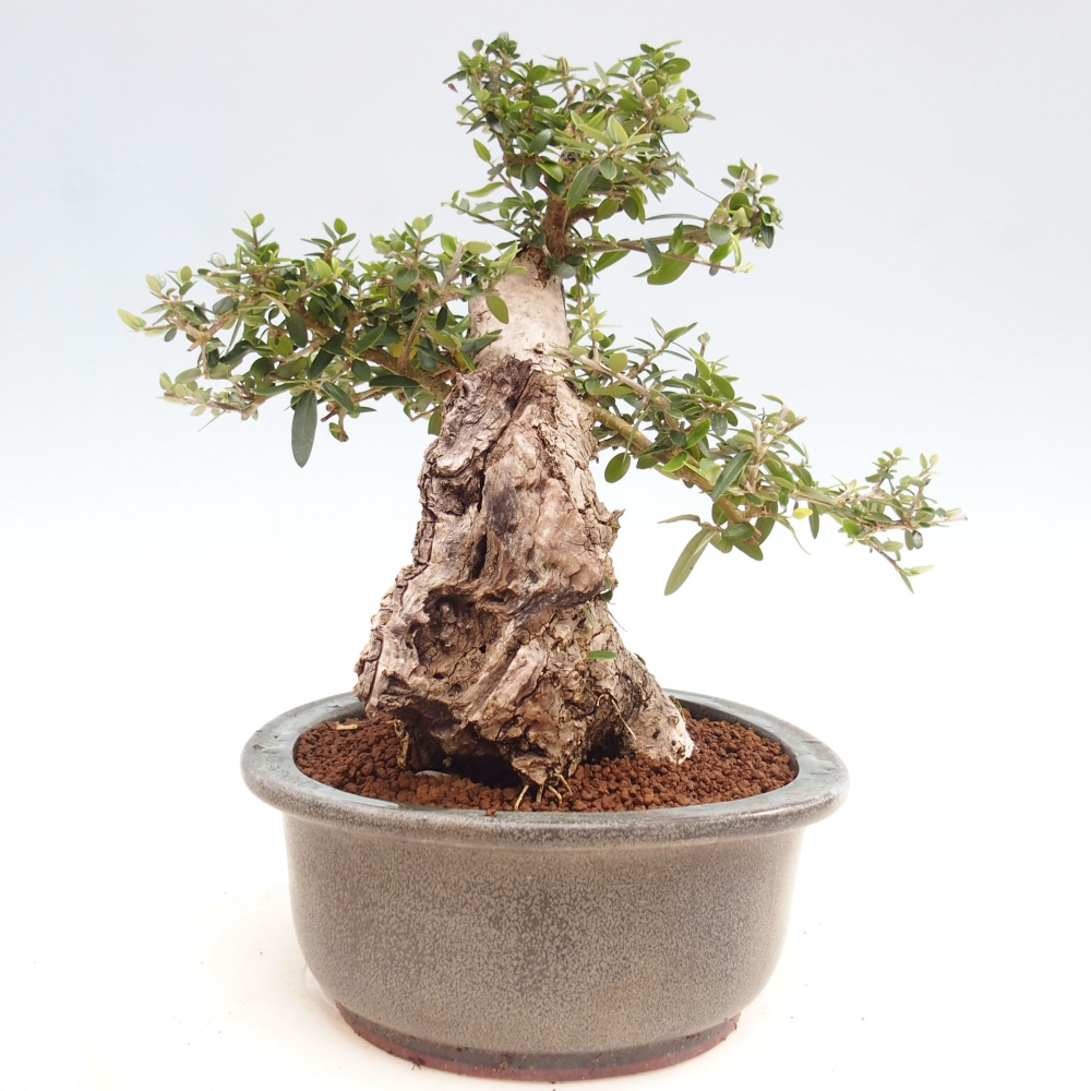 Izbová bonsai - Olea europaea sylvestris -Oliva evropská drobnolistá
