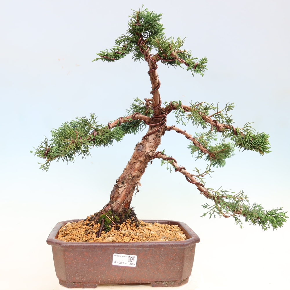 Vonkajší bonsaj - Juniperus chinensis Kishu
