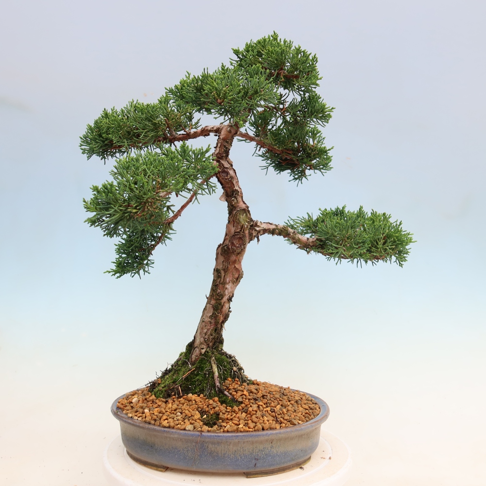 Vonkajší bonsaj - Juniperus chinensis Kishu