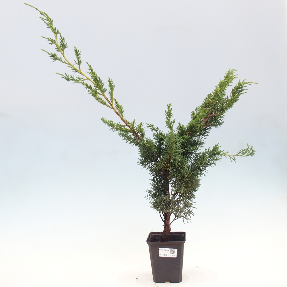 Vonkajší bonsaj - Juniperus chinensis Kishu