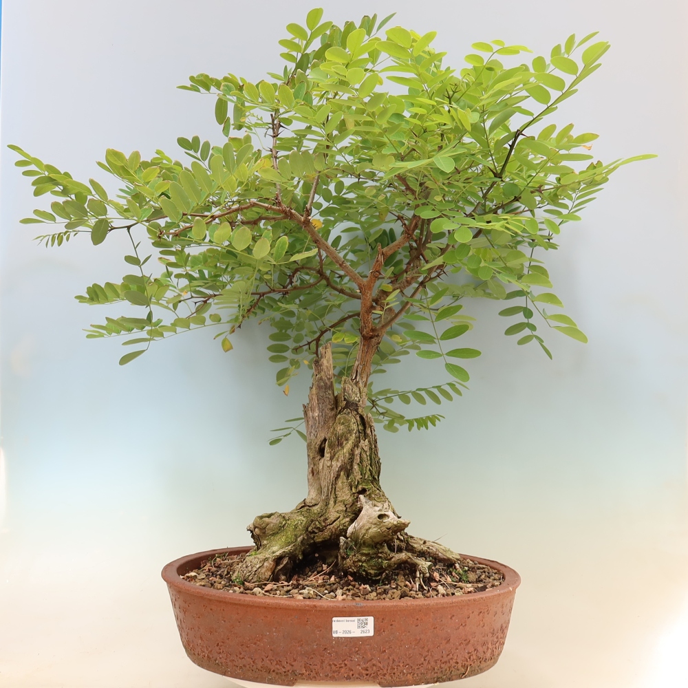 Vonkajší bonsai – trnovník akát – Robinia pseudoacacia