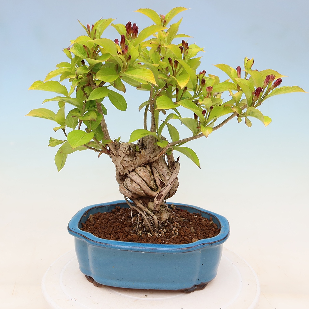 Vonkajší bonsai – Weigela subsessilis – vajgélia kórejská