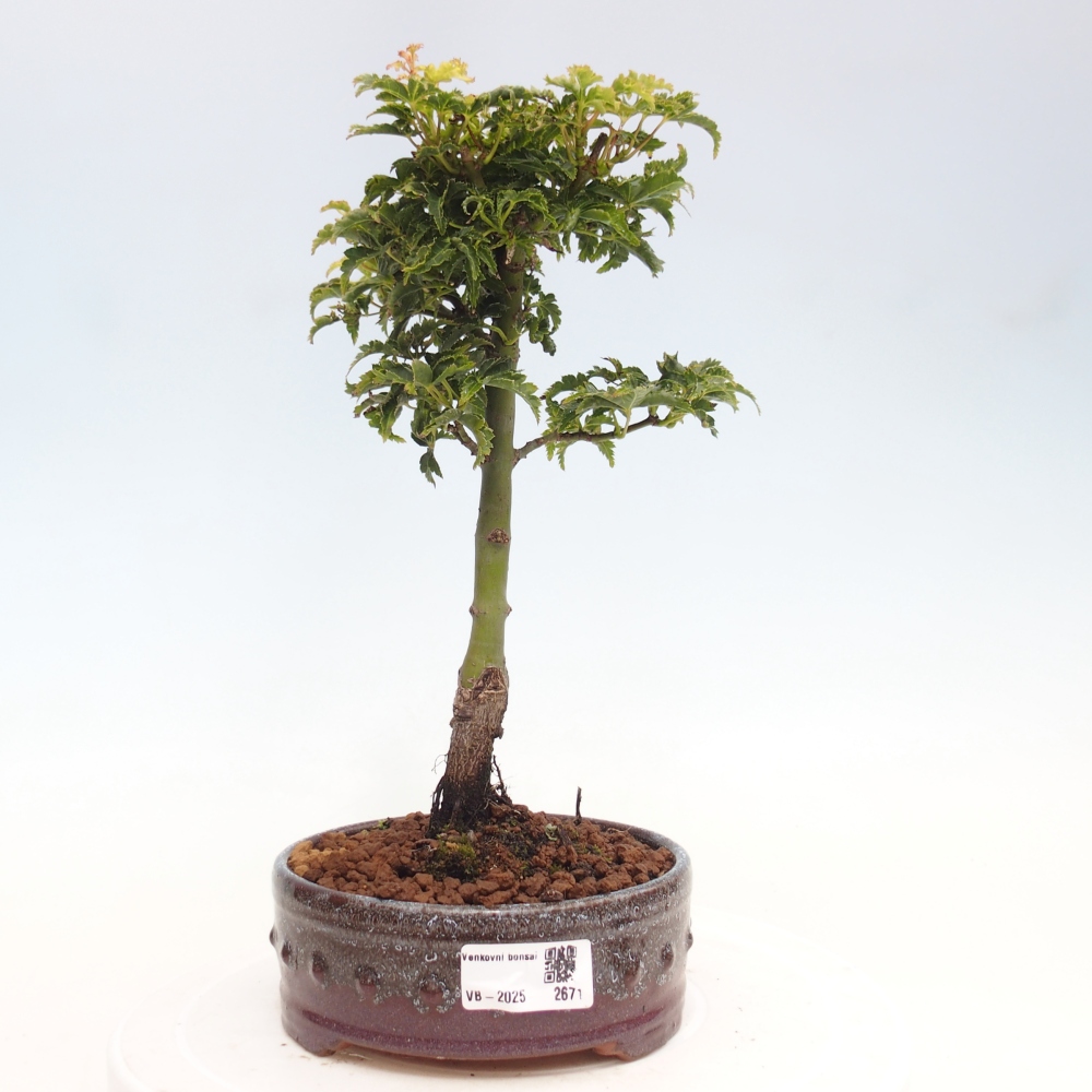 Vonkajší bonsai -Javor dlanitolistý Acer palmatum Shishigashira
