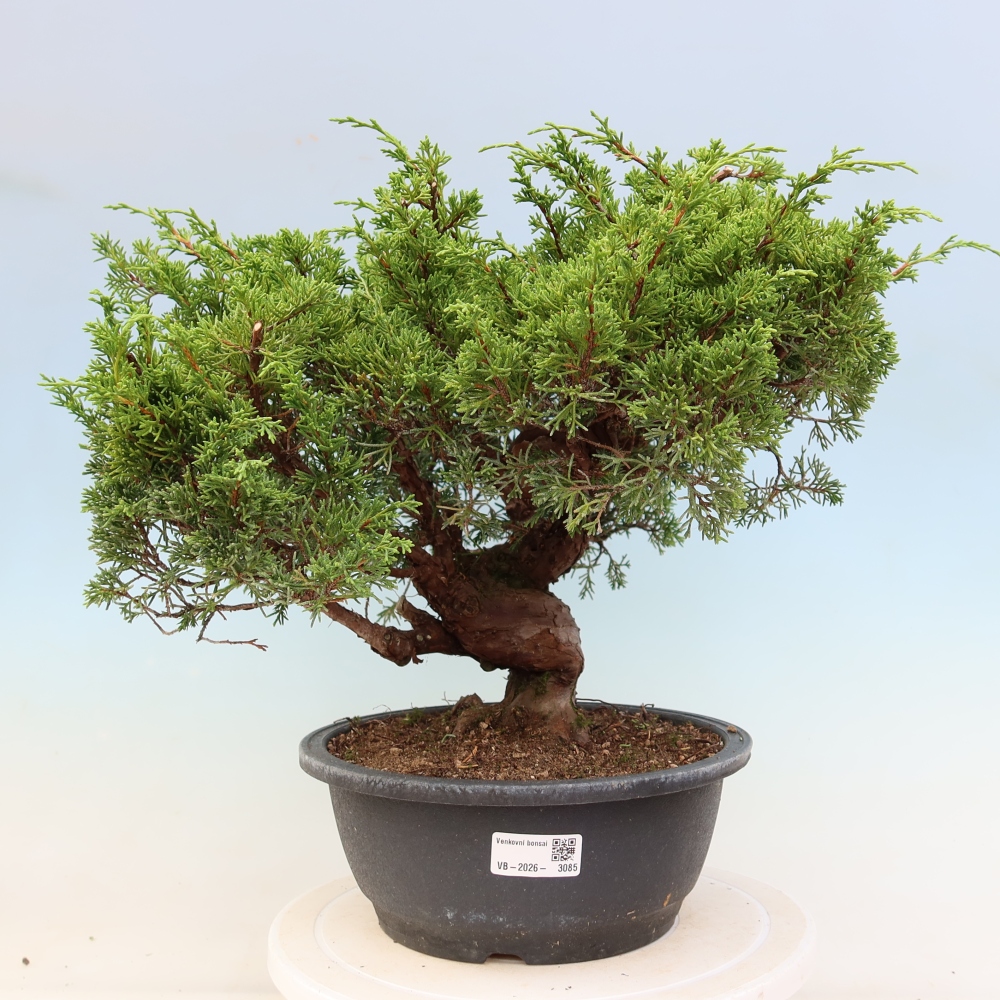 Vonkajší bonsai – Juniperus chinensis Itoigawa – čínsky jalovec