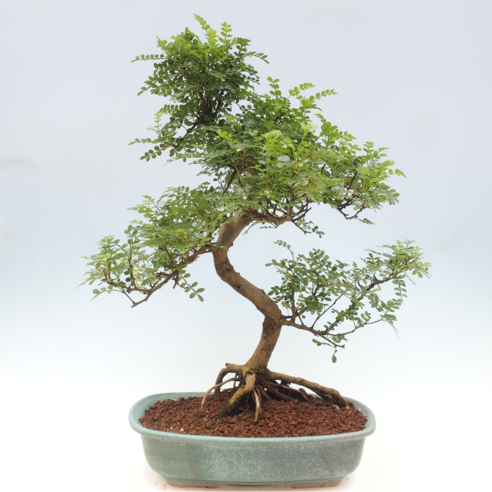 Izbová bonsai - Zantoxylum piperitum - korenistý