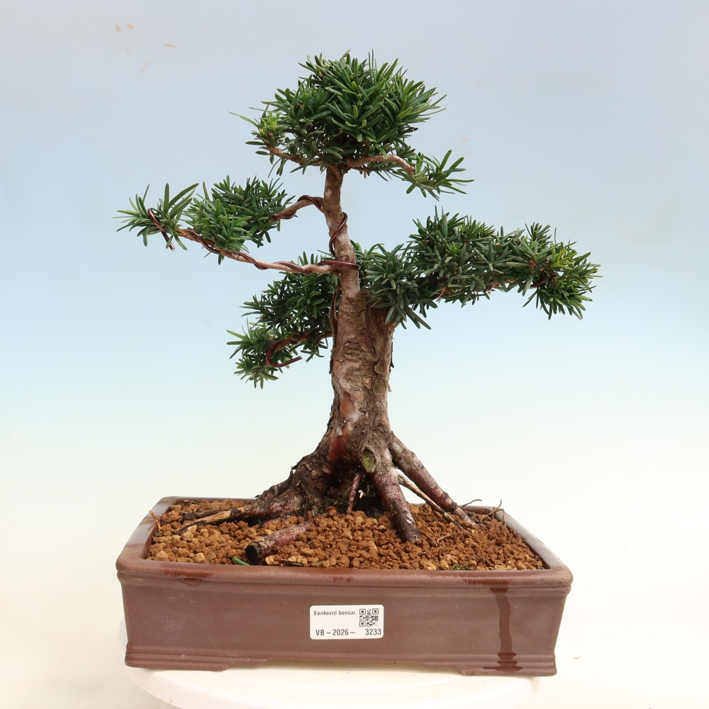 Vonkajší bonsai – Taxus cuspidata – japonský tis